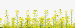 黄色春季油菜花开春天黄色鲜花油菜花开高清图片