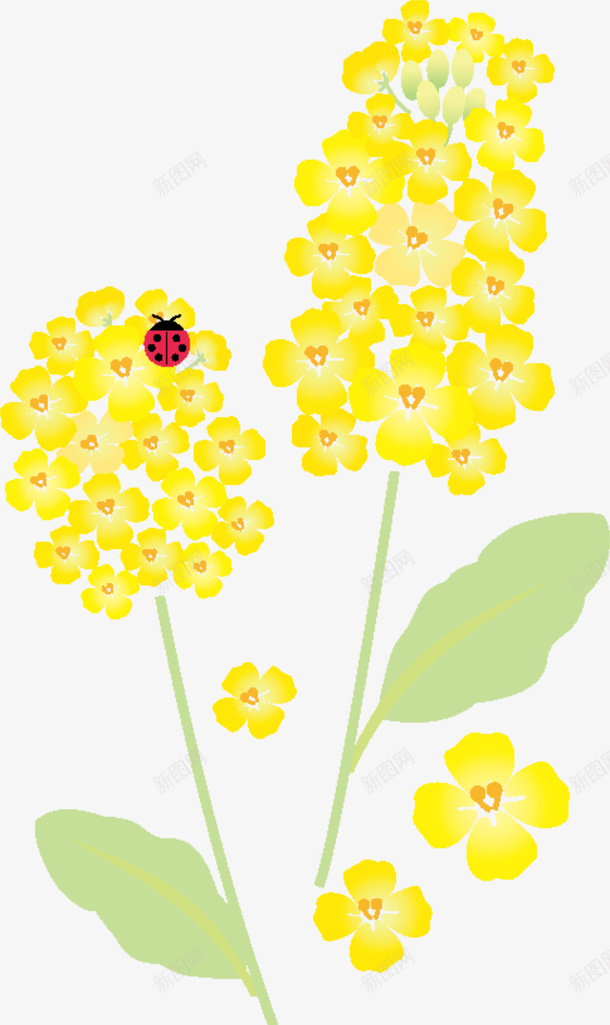 春天绽放的黄色花朵png免抠素材_88icon https://88icon.com 春天 春暖花开 春风和煦 瓢虫 绽放的花朵 黄色花朵