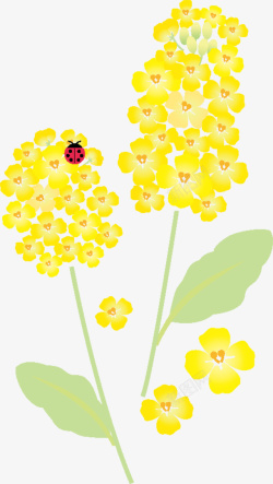 春天绽放的黄色花朵素材