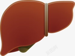 肝脏动物的肝脏器官卡通矢量图高清图片