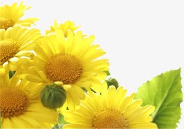 金色向日葵海报背景招聘png免抠素材_88icon https://88icon.com 向日葵 招聘 海报 背景 金色