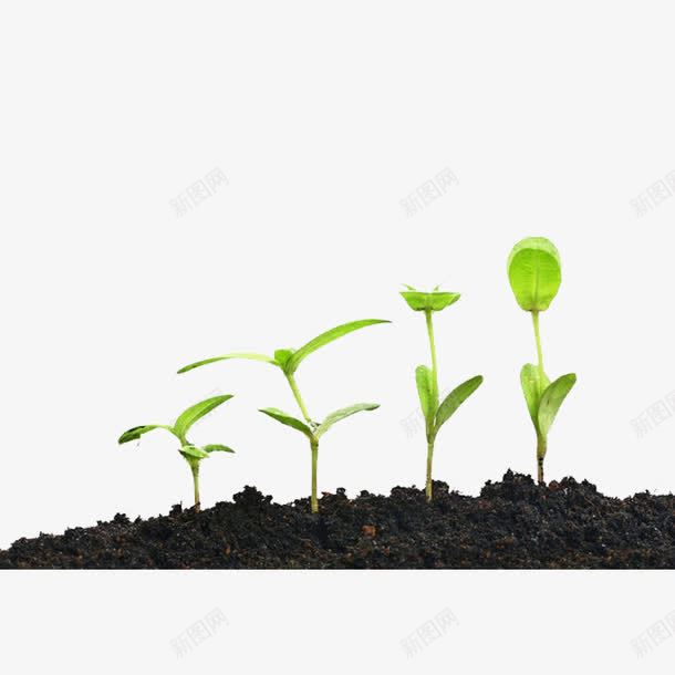 豆芽生长过程png免抠素材_88icon https://88icon.com 发芽 土壤 成长 成长之路 生长过程 绿植 豆芽 长大