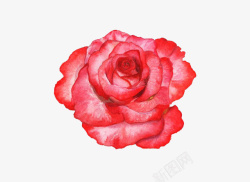 手绘红色玫瑰花图素材