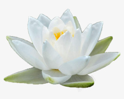 白色睡莲绽放白色睡莲侧面高清图片