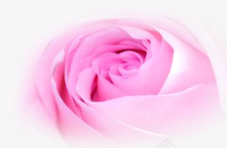 唯美粉色玫瑰减肥宣传单页素材