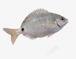 生活鱼馆白色带一条鱼鳍的鱼高清图片