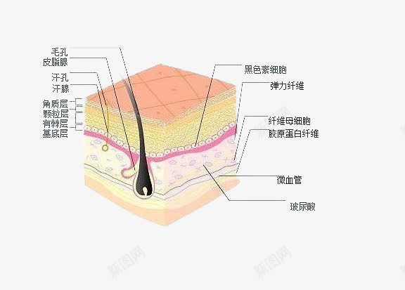 黑色素细胞png免抠素材_88icon https://88icon.com 毛孔 玻尿酸 肌肤组织