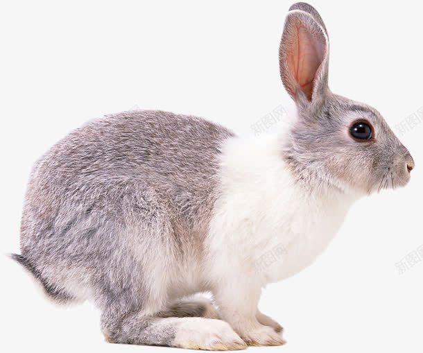 可爱的兔子png免抠素材_88icon https://88icon.com 兔子的侧面 小灰兔