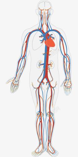 人体血液循环素材