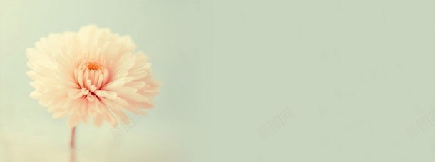温馨背景jpg设计背景_88icon https://88icon.com 唯美花朵 简洁 简约 花朵
