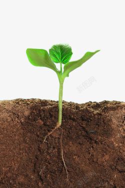 土壤剖面绿色植物土壤剖面高清图片
