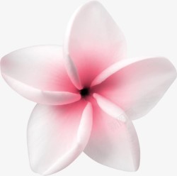 鲜花店宣传粉白色小花朵高清图片