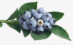 蓝莓果酱摄影图水果蓝莓高清图片