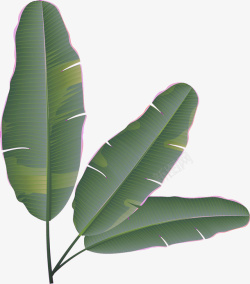 水墨绿色芭蕉树叶子素材
