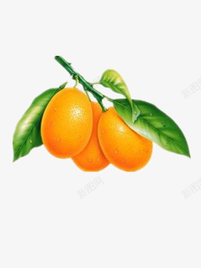 金桔png免抠素材_88icon https://88icon.com 吃的 好吃的水果 年桔 柑橘 橘子 金桔饮料广告 食物