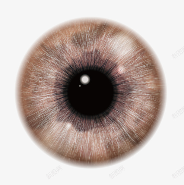 棕色眼珠瞳孔png免抠素材_88icon https://88icon.com 棕色 眼珠眼球 眼睛 瞳孔 矢量图案 隐形眼镜