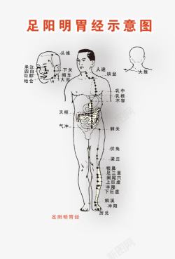 三面嵴柱足阳明胃经高清图片