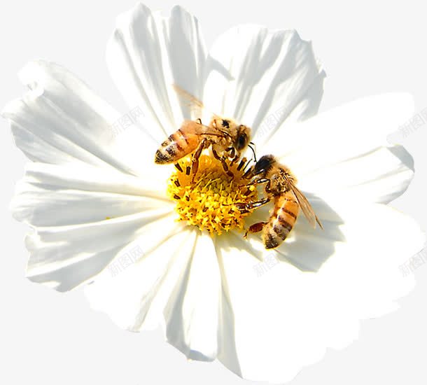 白色花朵蜜蜂采蜜春天png免抠素材_88icon https://88icon.com 春天 白色 花朵 蜜蜂