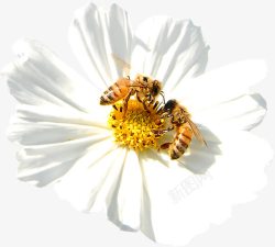 白色花朵蜜蜂采蜜春天素材