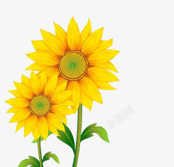 黄色小花朵金葵花向日葵黄色花朵鲜花太阳花高清图片
