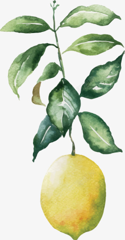 手绘插画带叶子的柠檬矢量图素材