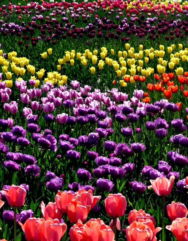 彩色郁金香花海风景H5背景jpg设计背景_88icon https://88icon.com H5 h5 小清新 彩色 文艺 植物 简约 花卉 花海 郁金香 风景