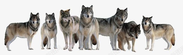 七匹狼png免抠素材_88icon https://88icon.com 七匹狼 不同状态的狼 头狼 手绘狼群 狼群 狼集合 站立的狼