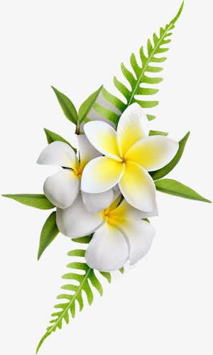 黄色鸡蛋花png免抠素材_88icon https://88icon.com 叶子 植物 花朵 鸡蛋花 黄色