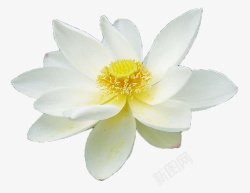 白色睡莲绽放白色黄色花蕊睡莲高清图片