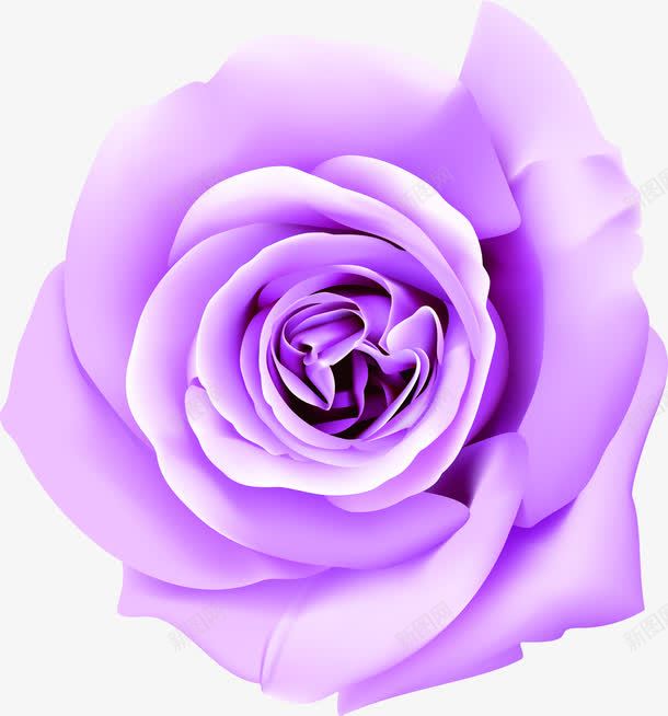 创意合成手绘紫色的玫瑰花png免抠素材_88icon https://88icon.com 创意 合成 玫瑰花 紫色