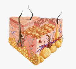 面部皮肤结构脂肪组织高清图片