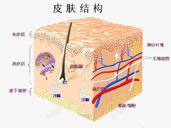 皮肤结构png免抠素材_88icon https://88icon.com 皮下组织 皮肤组织图 皮肤表皮 细胞结构 肌肤组织 面部皮肤结构