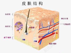 面部皮肤结构皮肤结构高清图片