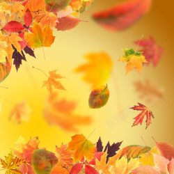 美丽的秋叶飘落的叶子背景高清图片