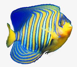 海里的动物傲娇的黄蓝渐变条纹鱼高清图片