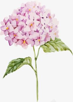 手工彩画水彩画绣球花高清图片