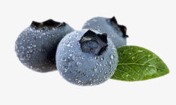 蓝色浆果实物水果带叶子水珠野生蓝莓高清图片