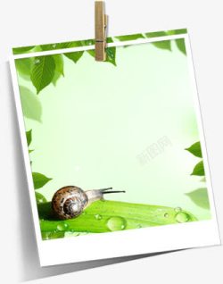 春季清新植物画册素材