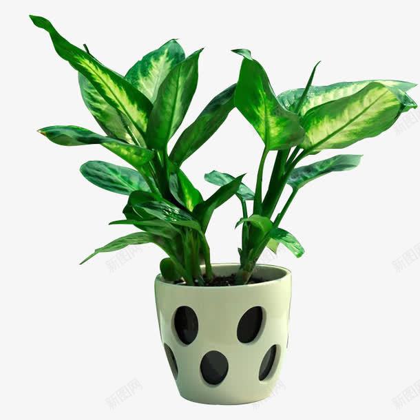 绿植盆栽png免抠素材_88icon https://88icon.com 带孔花盆 桌面植物 金钻