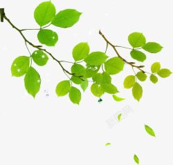 春季绿色植物树枝星光素材