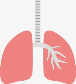 肺部器官素材