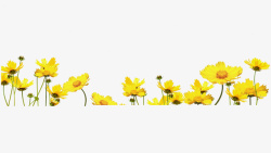 黄色菊花素材清新黄色菊花高清图片