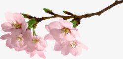 粉色可爱春天盛开花朵树枝素材