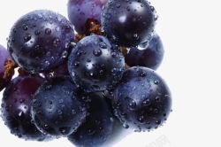 健康农产品带水珠的紫葡萄高清图片
