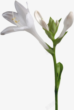 含苞待放的花朵几朵白色的花高清图片