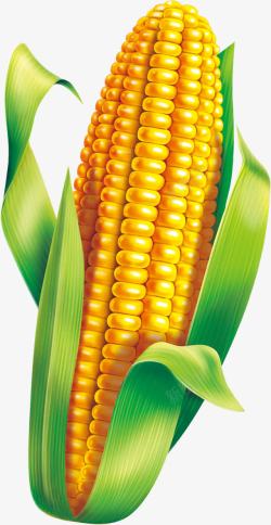 绿色玉米玉米高清图片