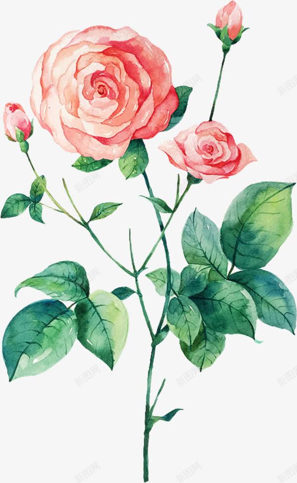 粉色水彩艺术古典玫瑰植物png免抠素材_88icon https://88icon.com 古典 植物 水彩 玫瑰 粉色 艺术