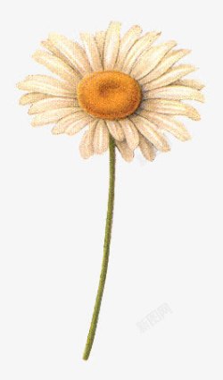 一束太阳花鲜花海报背景抽象花朵一枝高清图片