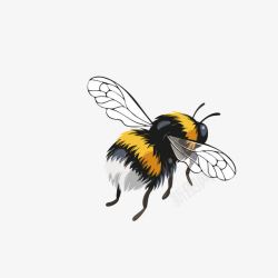 展开翅膀蜜蜂黑色蜜蜂高清图片
