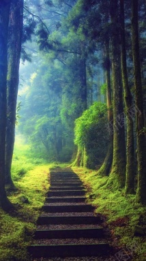 层林阶梯风景H5背景摄影图片